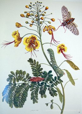 von Metamorphosis insectorum Surinamensium, Tafel XLV