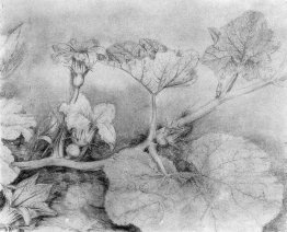 Kürbis-Blüte