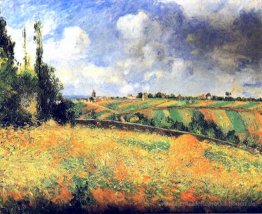 Felder