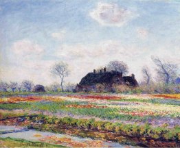 Tulpenfelder in Sassenheim, in der Nähe von Leiden