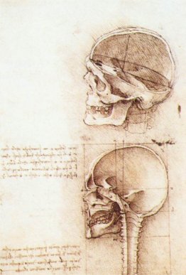 Studium der menschlichen Schädel
