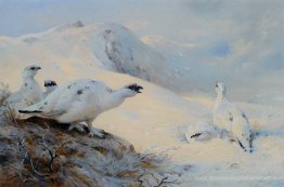 Ptarmigan Aufruf im Schnee