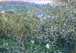 Vetheuil, Blühender Pflaumenbäume
