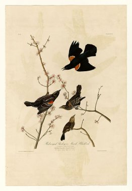 Platte 67 Red-winged Starling oder Marsh Blackbird