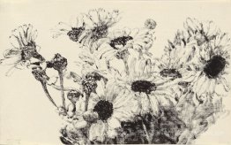 Gänseblümchen