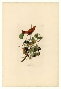 Platte 44 Sommer-roter Vogel
