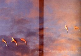 Untitled (35-mm-Folie)
