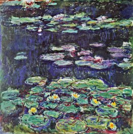Wasserlilien