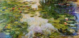 Wasserlilien