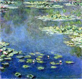 Wasserlilien