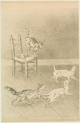 Katzen-Rennen