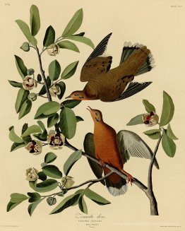 Platte 162 Zenaida Dove