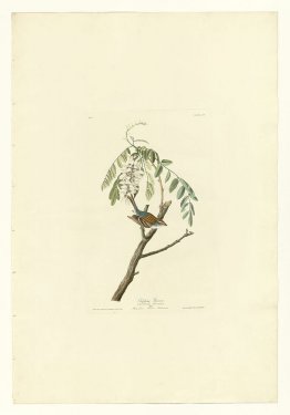 Platte 104 Chipping Sparrow
