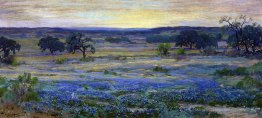 Bluebonnets in der Abenddämmerung