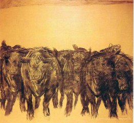 Angus - Studie