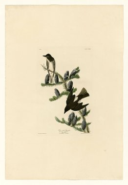 Platte 174 Olive sided Flycatcher