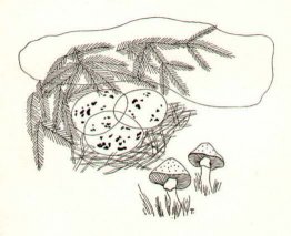 Ein Nest im Geäst
