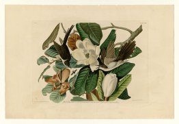 Platte 32 Black-billed Cuckoo