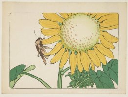 Grasshopper und Sonnenblume