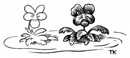 Gänseblümchen