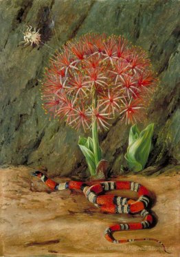 Flor Imperiale, Coral Snake und Spider, Brasilien