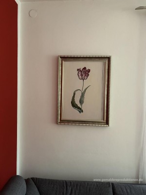 Tulpe